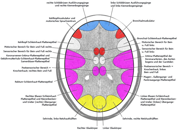 rindenfelder cortex großhirnrinde revierbereiche relais organe zuordnung steuerung